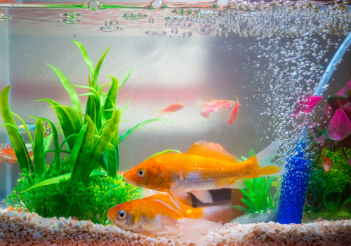 The Importance of UV Light in Aquariums: How Long Should It Be On?